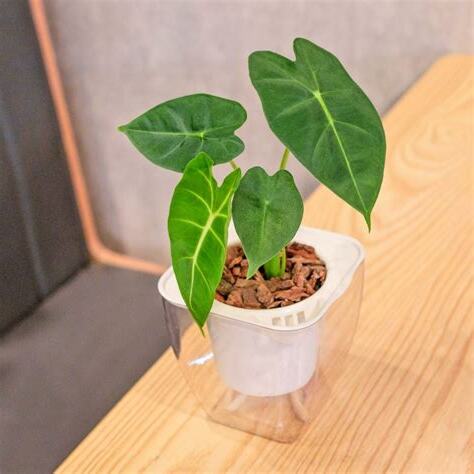 觀音蓮 澆水